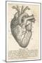 Anatomy of the Heart-null-Mounted Photographic Print