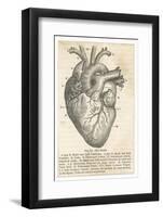 Anatomy of the Heart-null-Framed Photographic Print