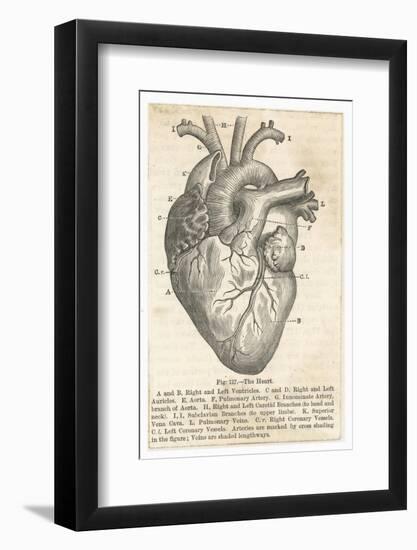 Anatomy of the Heart-null-Framed Photographic Print