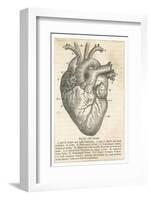 Anatomy of the Heart-null-Framed Photographic Print