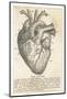 Anatomy of the Heart-null-Mounted Photographic Print