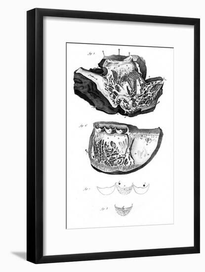 Anatomy of the Heart-null-Framed Art Print