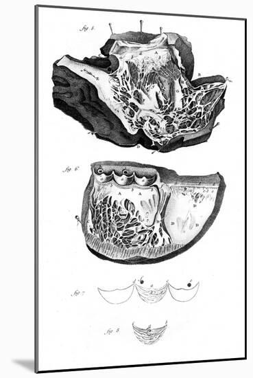 Anatomy of the Heart-null-Mounted Art Print