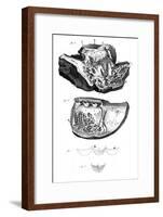 Anatomy of the Heart-null-Framed Art Print