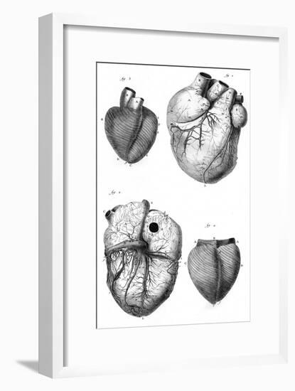 Anatomy of the Heart-null-Framed Art Print