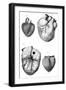 Anatomy of the Heart-null-Framed Art Print