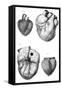 Anatomy of the Heart-null-Framed Stretched Canvas