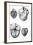 Anatomy of the Heart-null-Framed Art Print