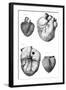 Anatomy of the Heart-null-Framed Art Print