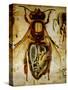 Anatomy of the Honey Bee, No.13, Pfurtscheller's Zoological Wall Chart-Paul Pfurtscheller-Stretched Canvas