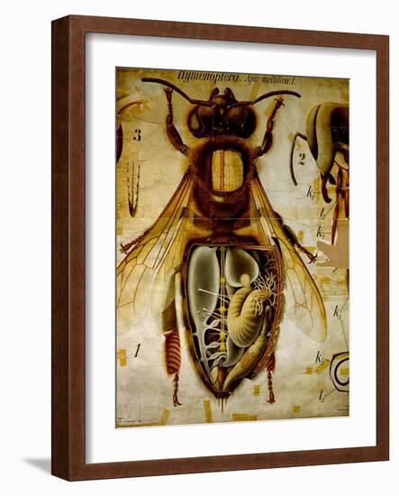 Anatomy of the Honey Bee, No.13, Pfurtscheller's Zoological Wall Chart-Paul Pfurtscheller-Framed Giclee Print