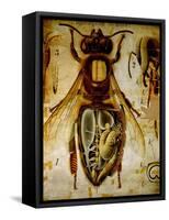 Anatomy of the Honey Bee, No.13, Pfurtscheller's Zoological Wall Chart-Paul Pfurtscheller-Framed Stretched Canvas