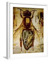 Anatomy of the Honey Bee, No.13, Pfurtscheller's Zoological Wall Chart-Paul Pfurtscheller-Framed Giclee Print