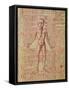 Anatomy of the Human Body, from 'Tractatus De Pestilencia'-M. Albik-Framed Stretched Canvas