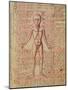 Anatomy of the Human Body, from 'Tractatus De Pestilencia'-M. Albik-Mounted Giclee Print