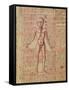 Anatomy of the Human Body, from 'Tractatus De Pestilencia'-M. Albik-Framed Stretched Canvas