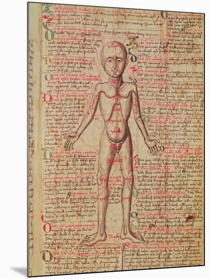 Anatomy of the Human Body, from 'Tractatus De Pestilencia'-M. Albik-Mounted Giclee Print