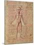 Anatomy of the Human Body, from 'Tractatus De Pestilencia'-M. Albik-Mounted Giclee Print