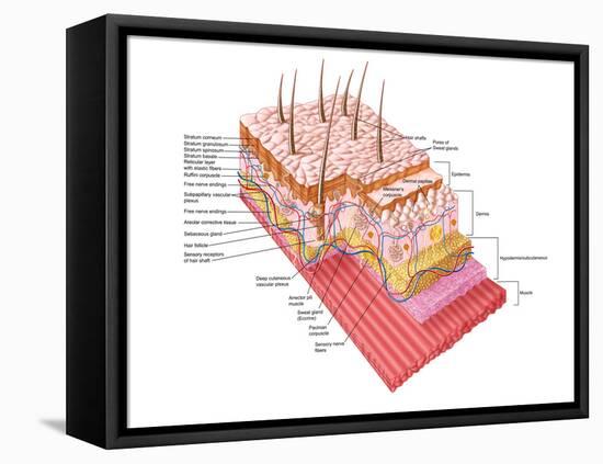 Anatomy of the Human Skin-Stocktrek Images-Framed Stretched Canvas