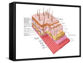 Anatomy of the Human Skin-Stocktrek Images-Framed Stretched Canvas