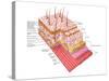 Anatomy of the Human Skin-Stocktrek Images-Stretched Canvas