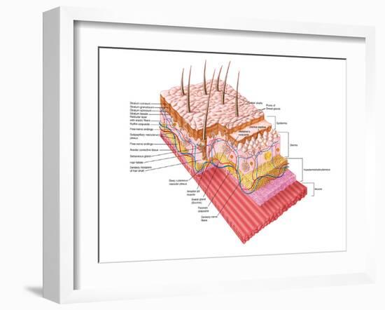 Anatomy of the Human Skin-Stocktrek Images-Framed Premium Photographic Print