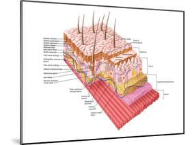 Anatomy of the Human Skin-Stocktrek Images-Mounted Premium Photographic Print