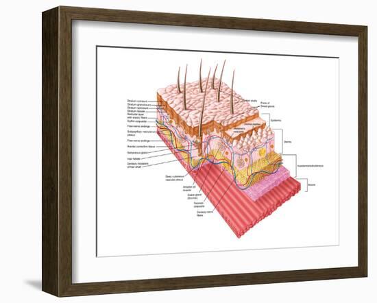 Anatomy of the Human Skin-Stocktrek Images-Framed Photographic Print