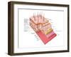 Anatomy of the Human Skin-Stocktrek Images-Framed Photographic Print