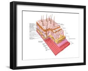 Anatomy of the Human Skin-Stocktrek Images-Framed Photographic Print