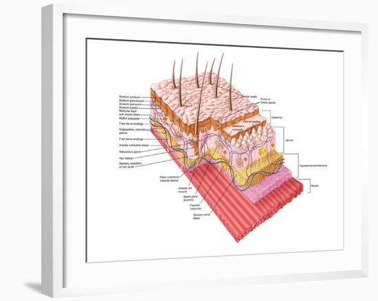 Anatomy of the Human Skin-Stocktrek Images-Framed Photographic Print