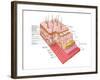 Anatomy of the Human Skin-Stocktrek Images-Framed Photographic Print