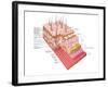 Anatomy of the Human Skin-Stocktrek Images-Framed Photographic Print