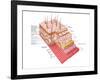 Anatomy of the Human Skin-Stocktrek Images-Framed Photographic Print