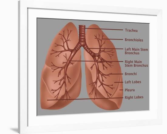 Anatomy of the Lungs-Gwen Shockey-Framed Giclee Print