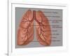 Anatomy of the Lungs-Gwen Shockey-Framed Giclee Print