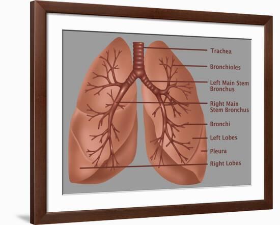 Anatomy of the Lungs-Gwen Shockey-Framed Giclee Print