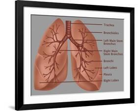 Anatomy of the Lungs-Gwen Shockey-Framed Giclee Print