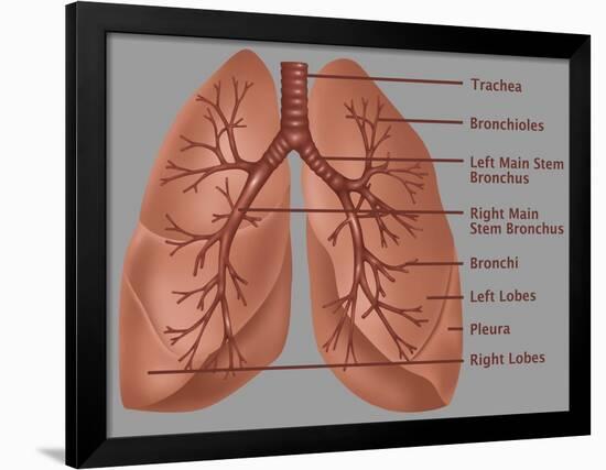 Anatomy of the Lungs-Gwen Shockey-Framed Giclee Print