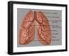 Anatomy of the Lungs-Gwen Shockey-Framed Giclee Print