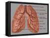 Anatomy of the Lungs-Gwen Shockey-Framed Stretched Canvas