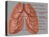 Anatomy of the Lungs-Gwen Shockey-Stretched Canvas