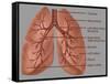 Anatomy of the Lungs-Gwen Shockey-Framed Stretched Canvas