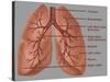 Anatomy of the Lungs-Gwen Shockey-Stretched Canvas