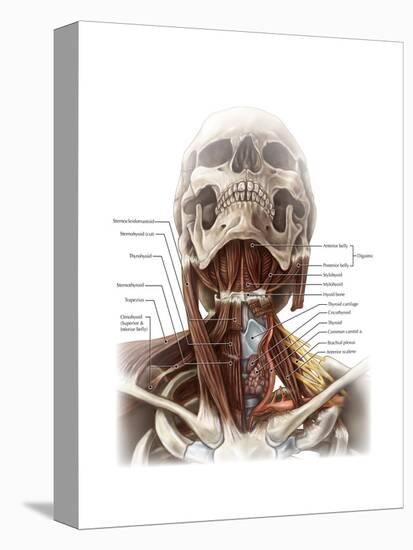 Anatomy of the Neck-Evan Oto-Stretched Canvas