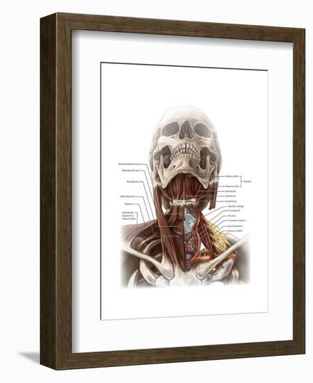 Anatomy of the Neck-Evan Oto-Framed Art Print