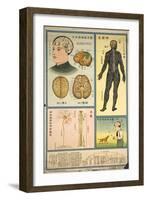 Anatomy of the Nervous System and the Brain-null-Framed Art Print