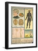 Anatomy of the Nervous System and the Brain-null-Framed Art Print