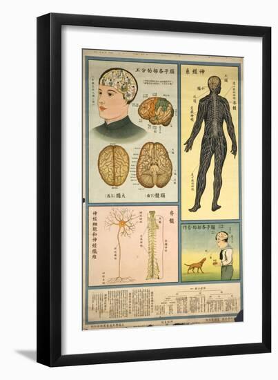 Anatomy of the Nervous System and the Brain-null-Framed Art Print