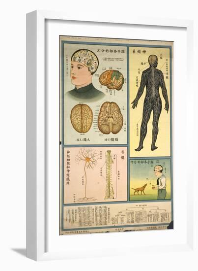 Anatomy of the Nervous System and the Brain-null-Framed Art Print